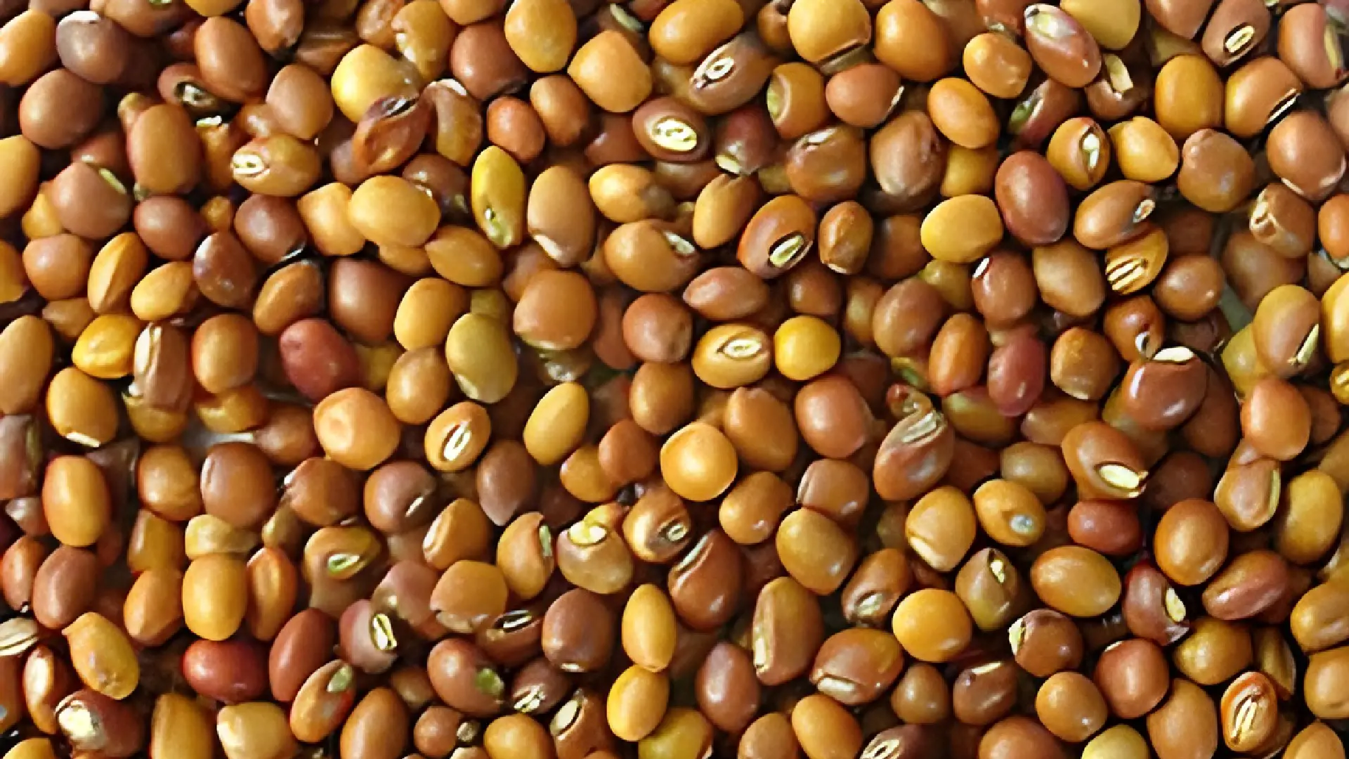 Голубиный горох (тувар) Toor