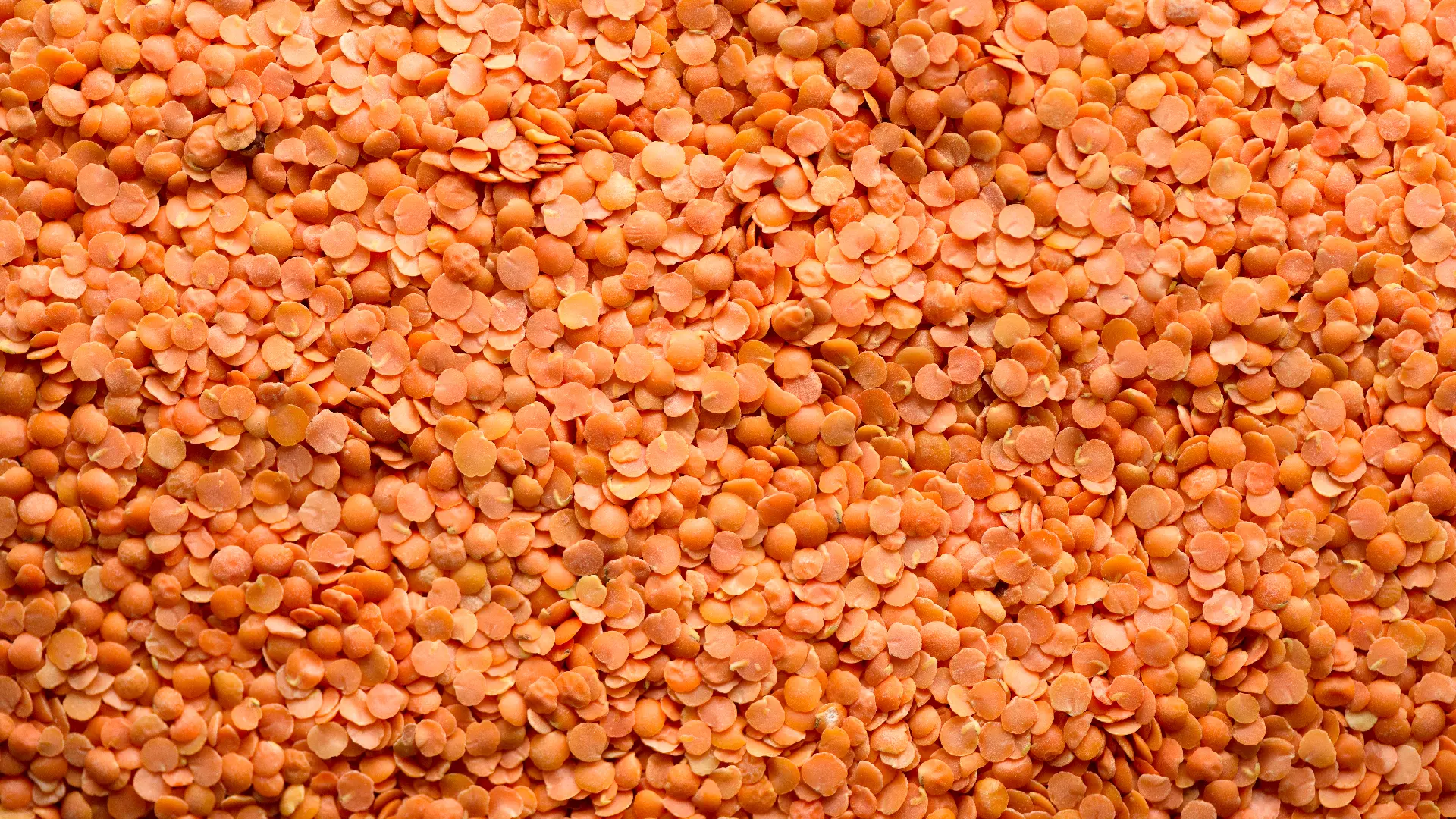 Красная чечевица Red Lentil2