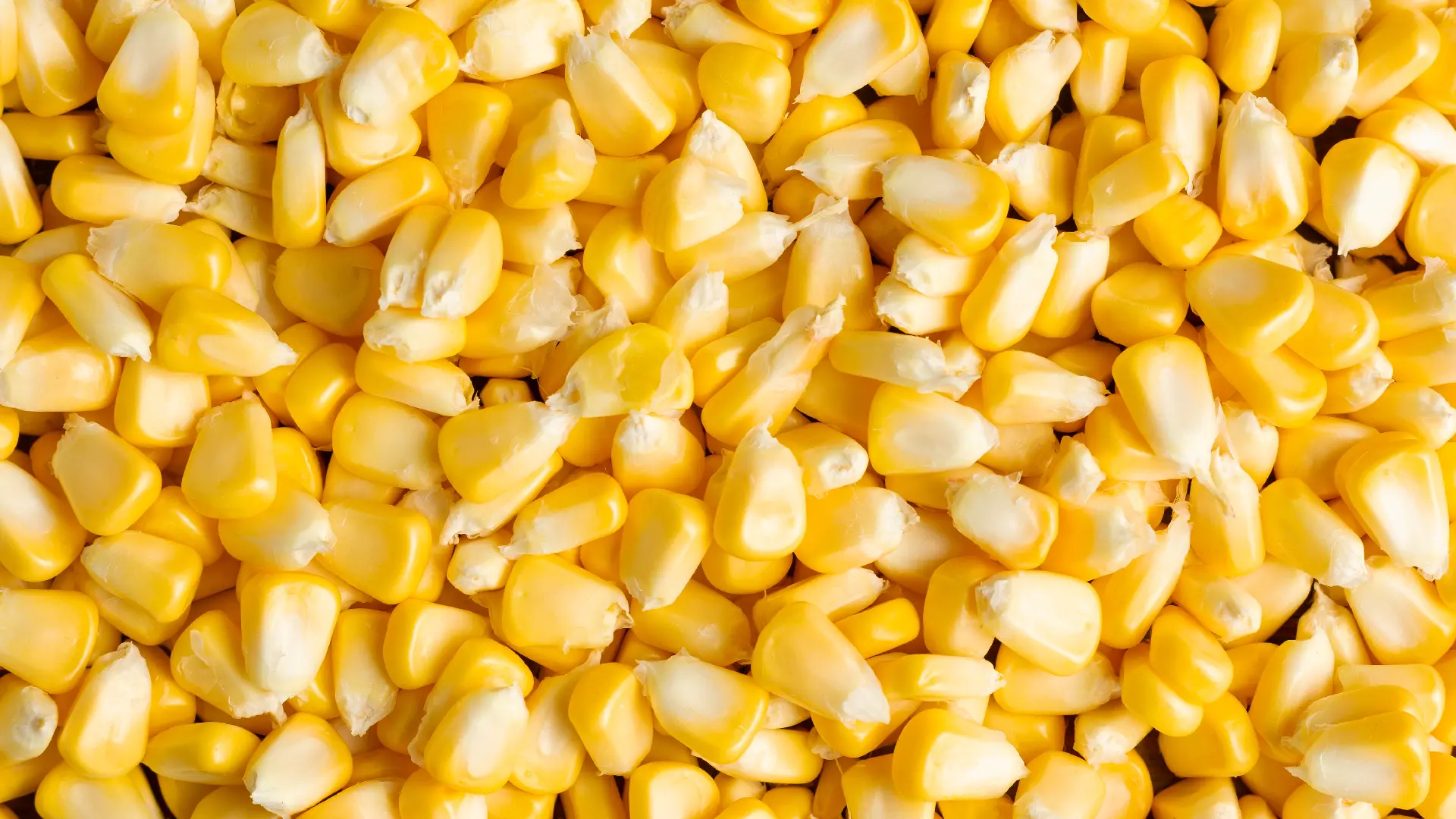 Кукуруза Поп-корн Maize Popcorn