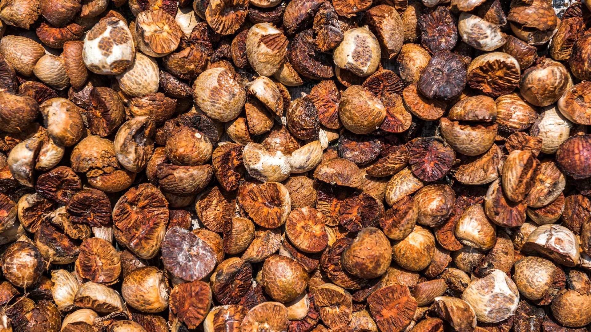 Орех бетеля BETEL NUT