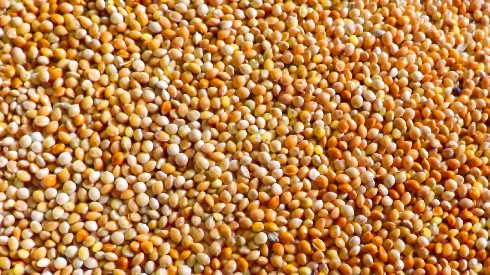 Просо баджра Millet Bajra