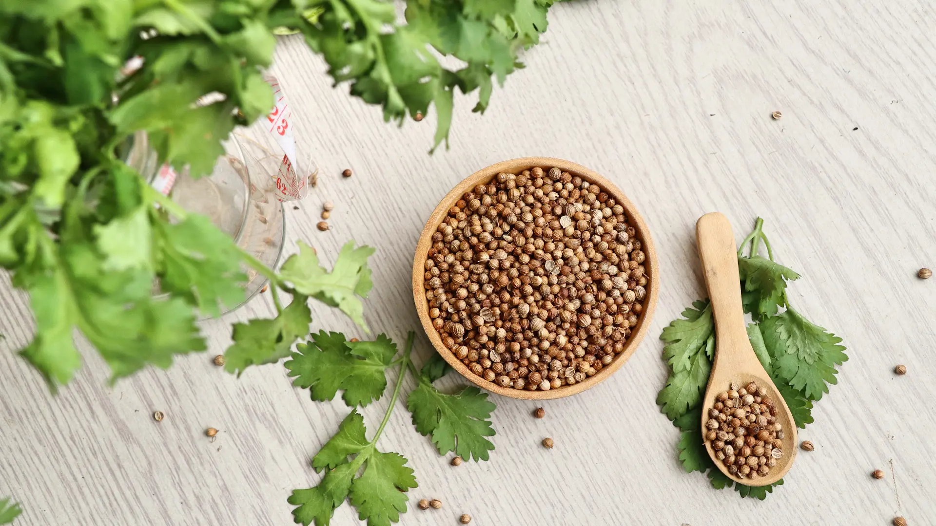 Семена кориандра Coriander Seeds